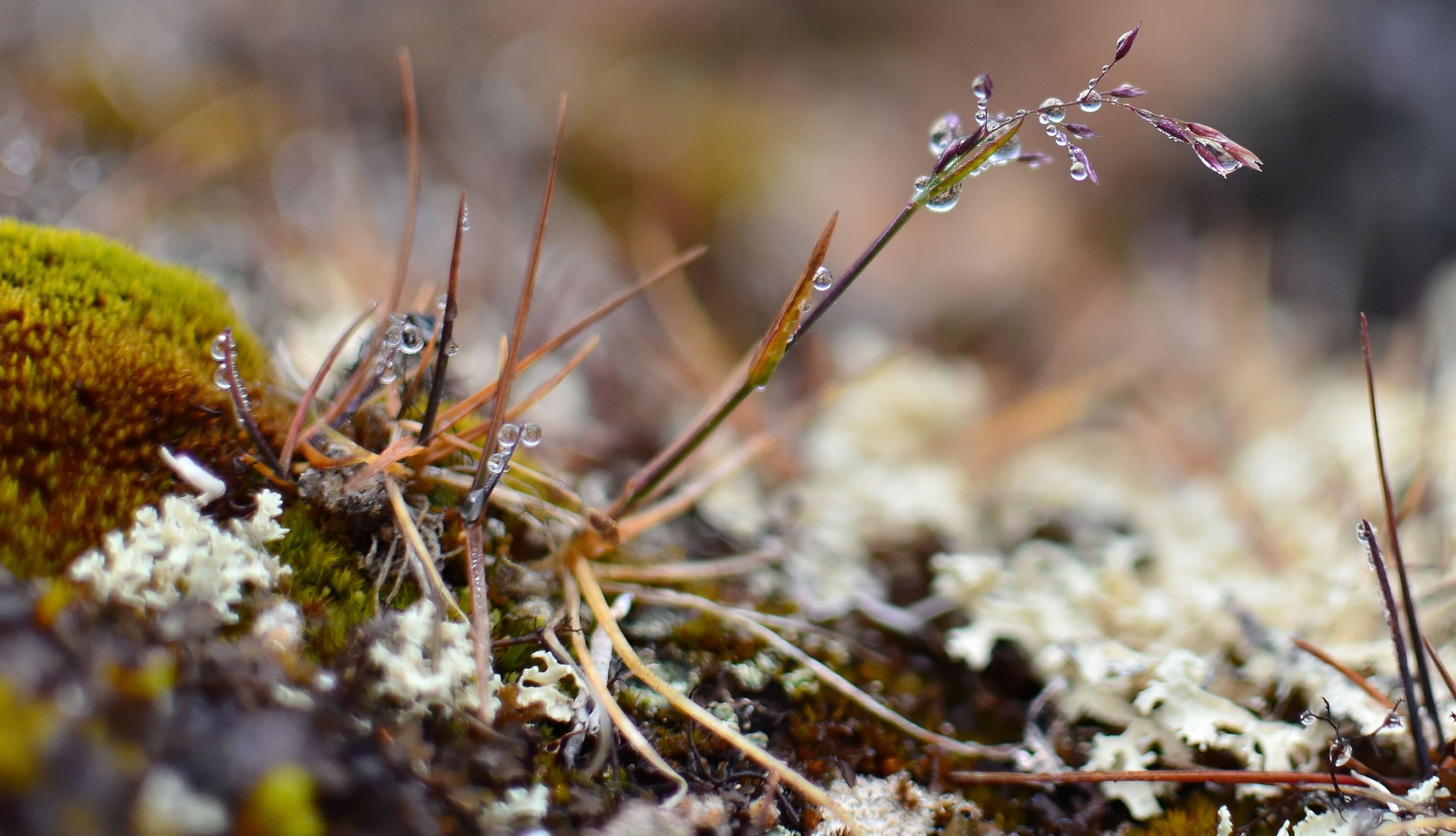 Arctic flora, fog water drops, Cape Norway, Jackson Island © Christoph Ruhsam, www.pure-landscapes.net | APRI