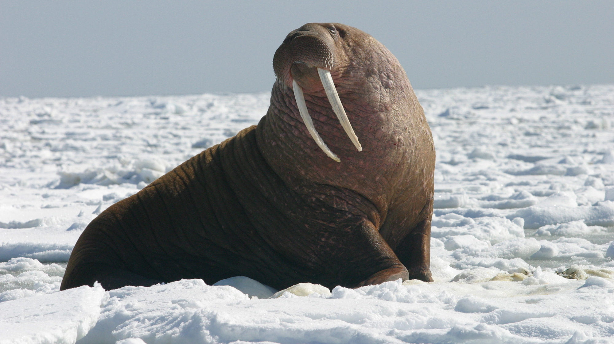 An ecological database for the Arctic Ocean